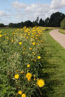 Слика од Sonchus asper (L.) Hill