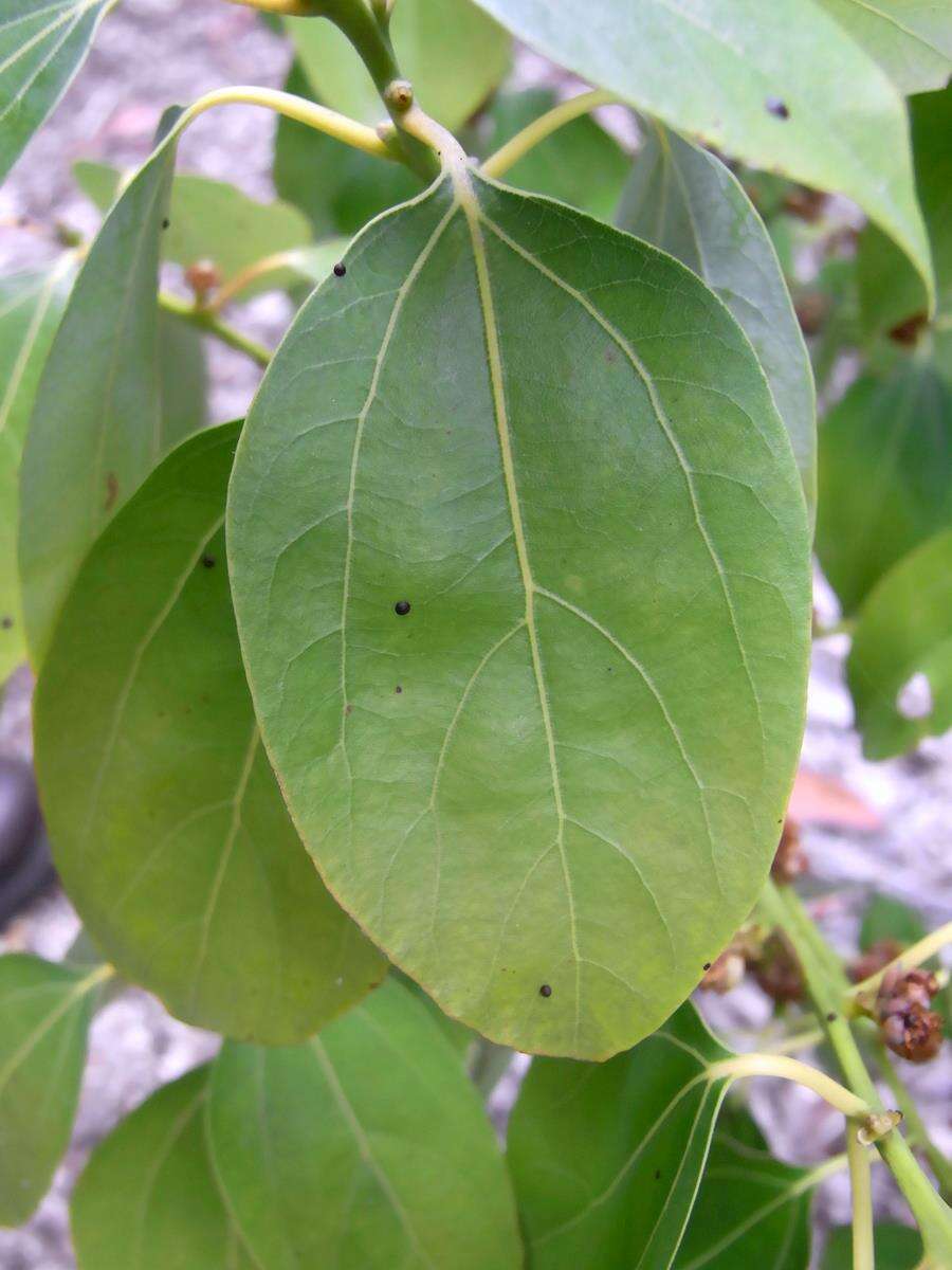 Imagem de Neolitsea australiensis Kosterm.