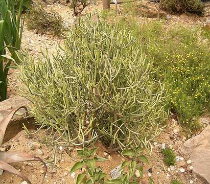 Euphorbia aphylla Brouss. ex Willd. resmi