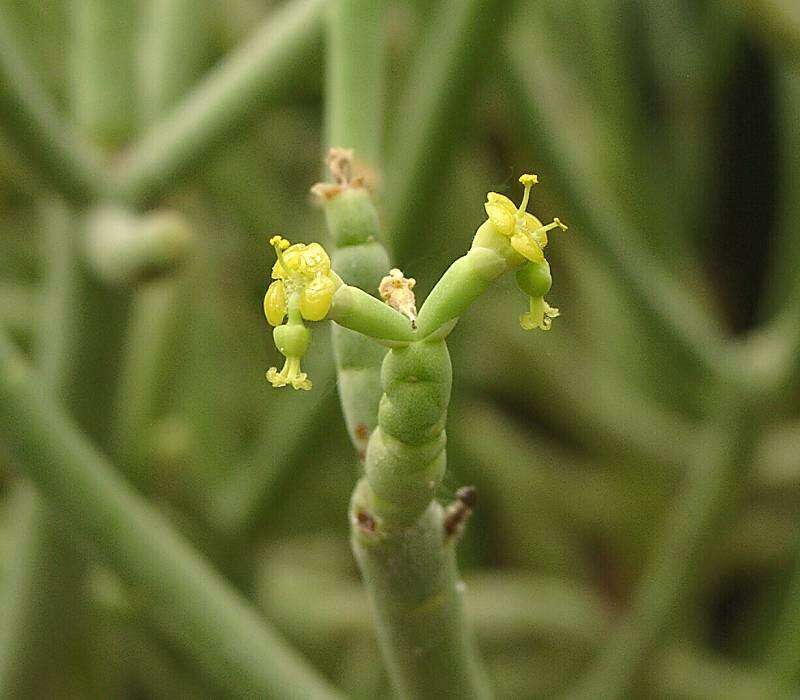 Слика од Euphorbia aphylla Brouss. ex Willd.