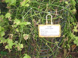 Image of cissus