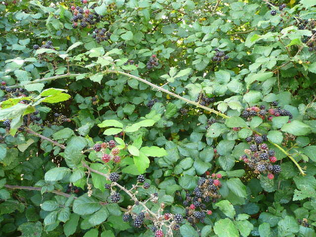 Слика од Rubus cochinchinensis Tratt.