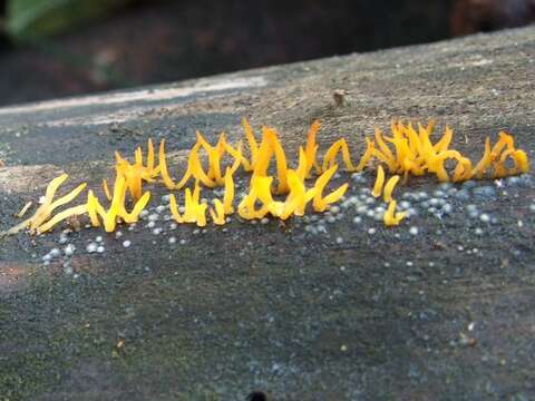 Imagem de Calocera cornea (Batsch) Fr. 1827