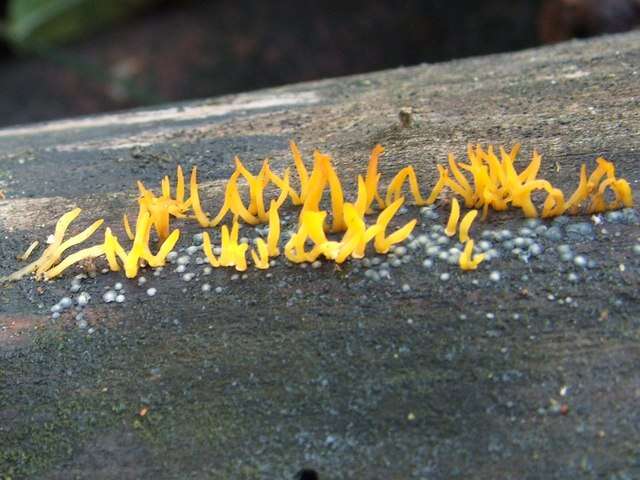 Image of Calocera cornea (Batsch) Fr. 1827