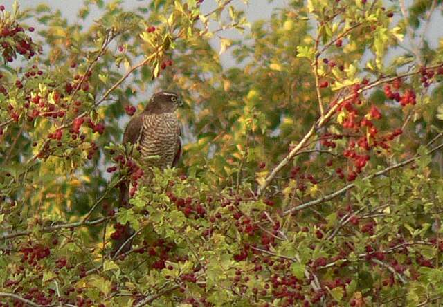 Image of Eurasian Sparrowhawk