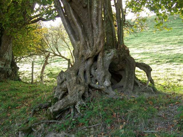 Image of Cobnut