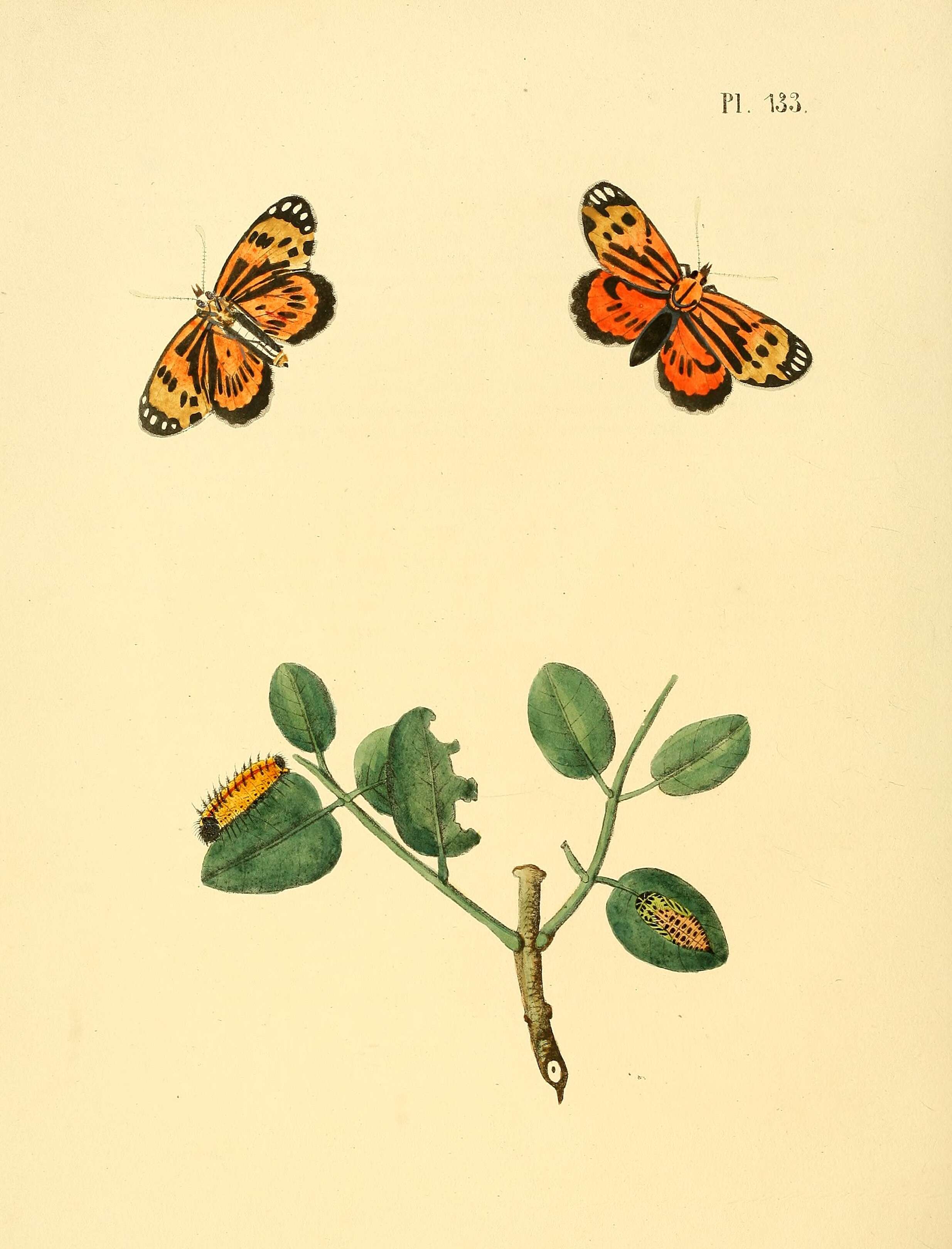 Image of Stalachtis calliope (Linnaeus 1758)