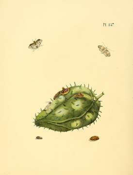 Image of Cerconota anonella Sepp 1830