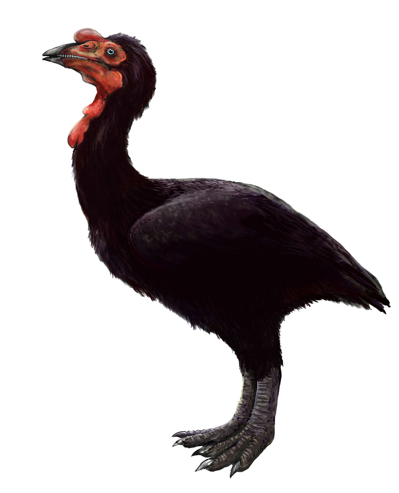 Image of Euornithes