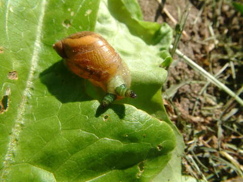 Sivun Brachylaimoidea kuva