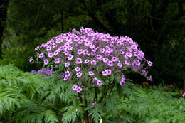 Image of Madiera cranesbill