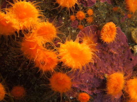 Image of Lowridge cactus coral