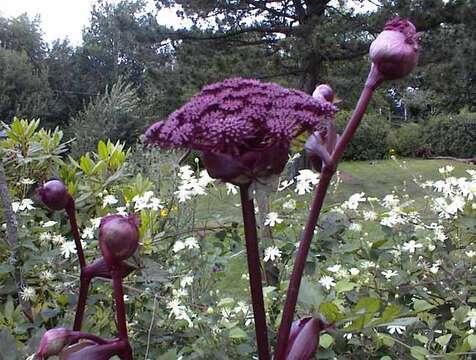 Imagem de Angelica gigas Nakai