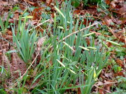 Image of daffodil