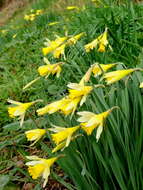 Image of daffodil