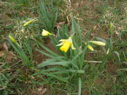 Image of daffodil