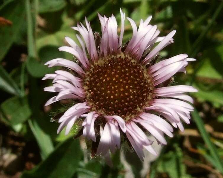 Image of alpine fleabane