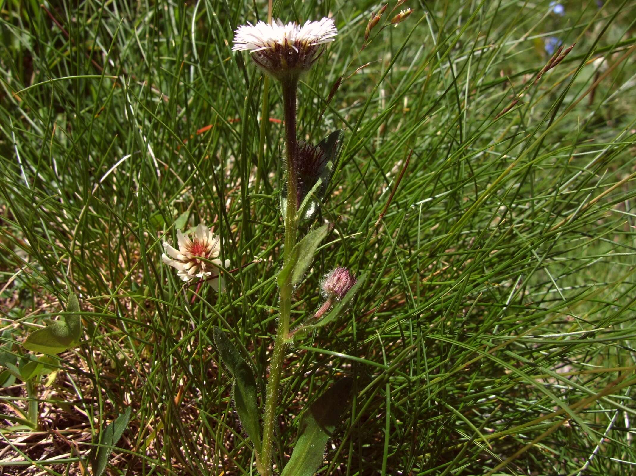 Image of alpine fleabane