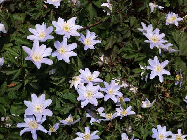 Imagem de Anemone nemorosa L.