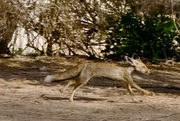 Image of Arabian red fox