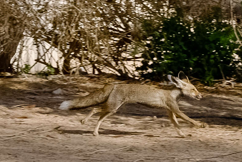 Image de Renard roux d'Arabie