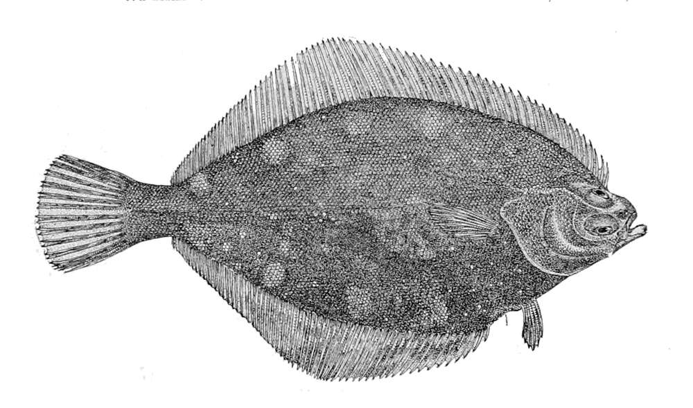 Image of Lepidopsetta