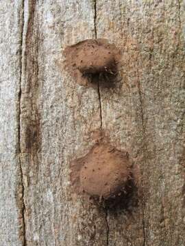 Image of Reticularia lycoperdon