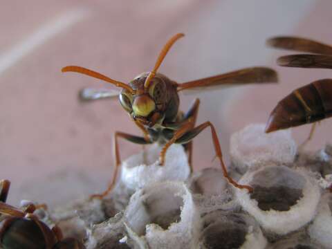 Image of Polistes humilis (Fabricius 1781)