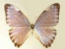 Image of Morpho thamyris Felder 1867