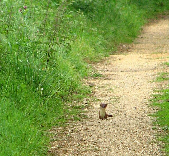 Image of ermine