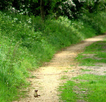 Image of ermine