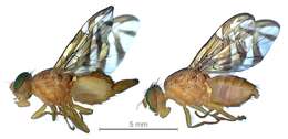 Image of West Indian fruit-fly