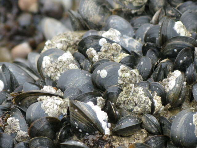Image of barnacles
