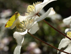 Image of brimstone moth