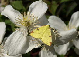 Image of brimstone moth