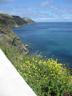 Image of Lundy cabbage