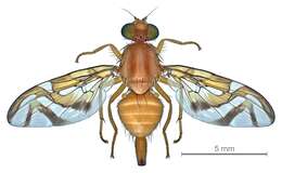 Image of West Indian fruit-fly