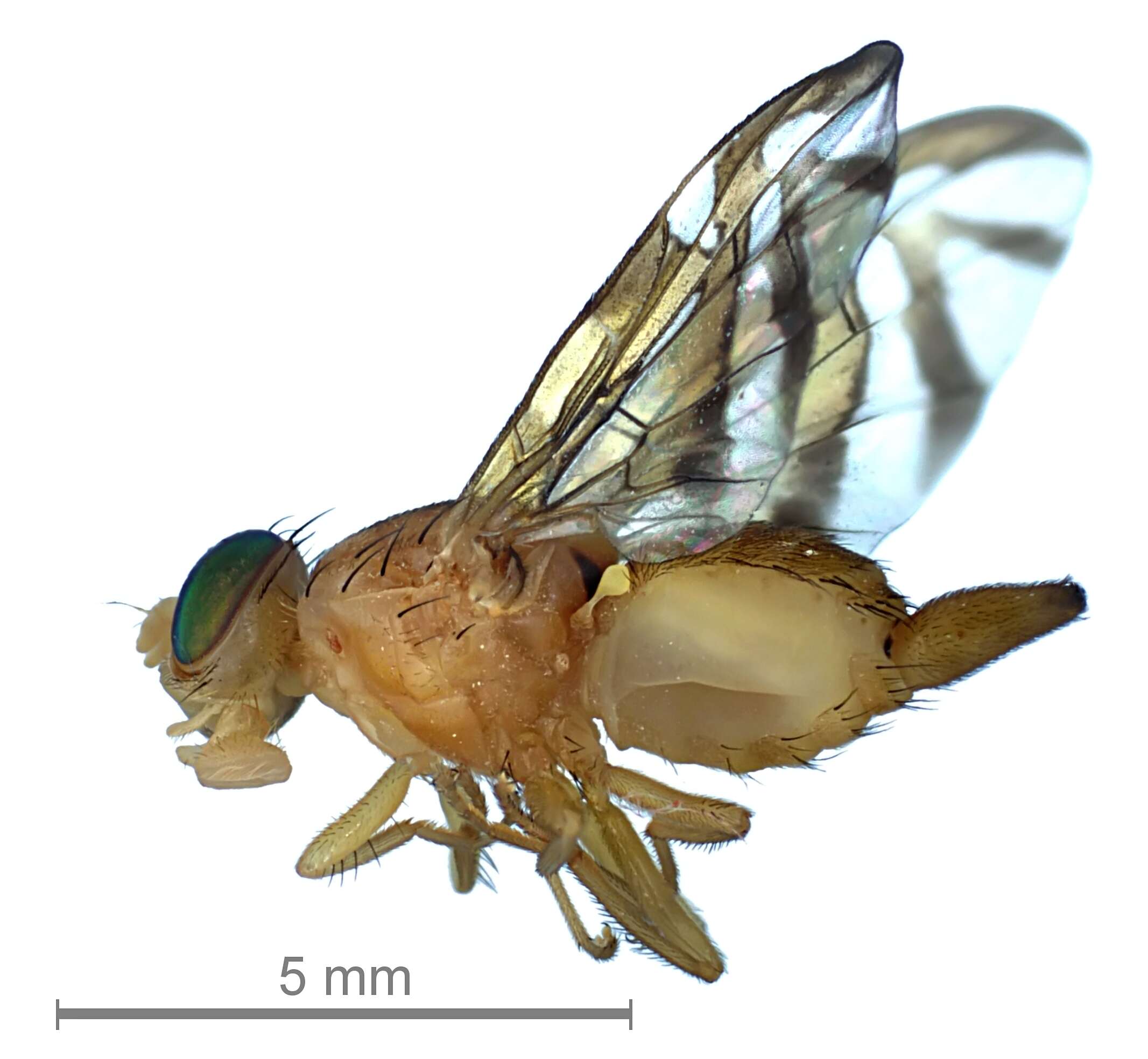 Image of West Indian fruit-fly