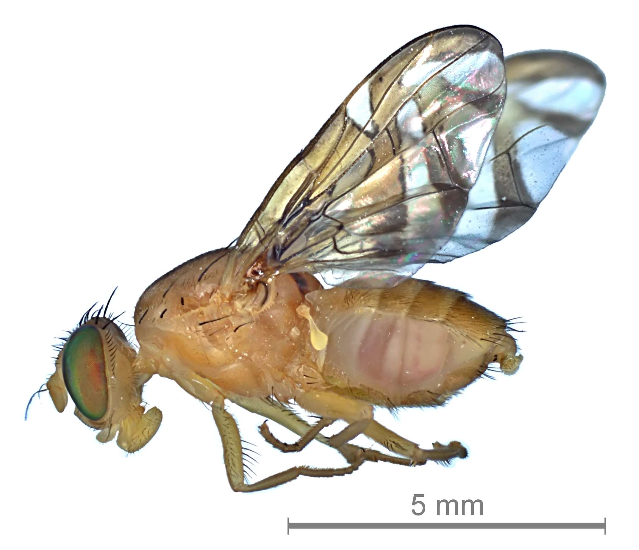 Image of West Indian fruit-fly