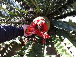 Image of Ituri Forest Cycad