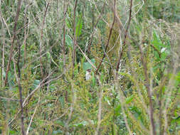 Image of Sedge Warbler