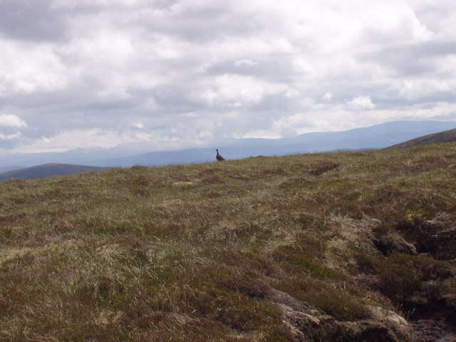 Image of Red Grouse