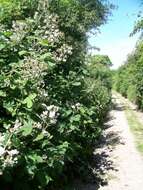 Слика од Rubus cochinchinensis Tratt.