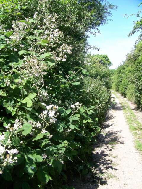 Слика од Rubus cochinchinensis Tratt.