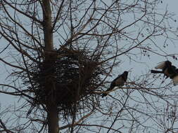 Image of Oriental Magpie