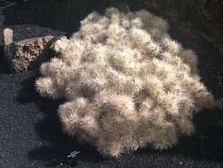 Image of thistle cholla