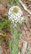 Image of Smith's Pepperwort