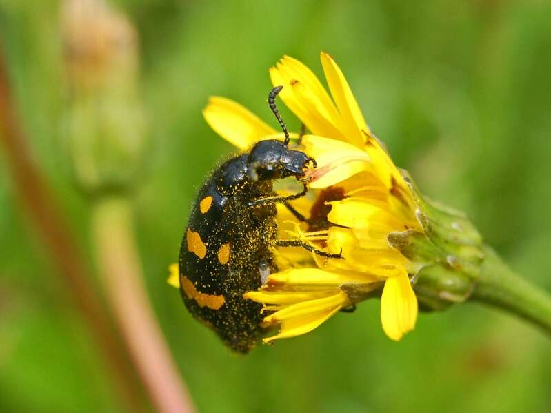 Image of Hycleus polymorphus