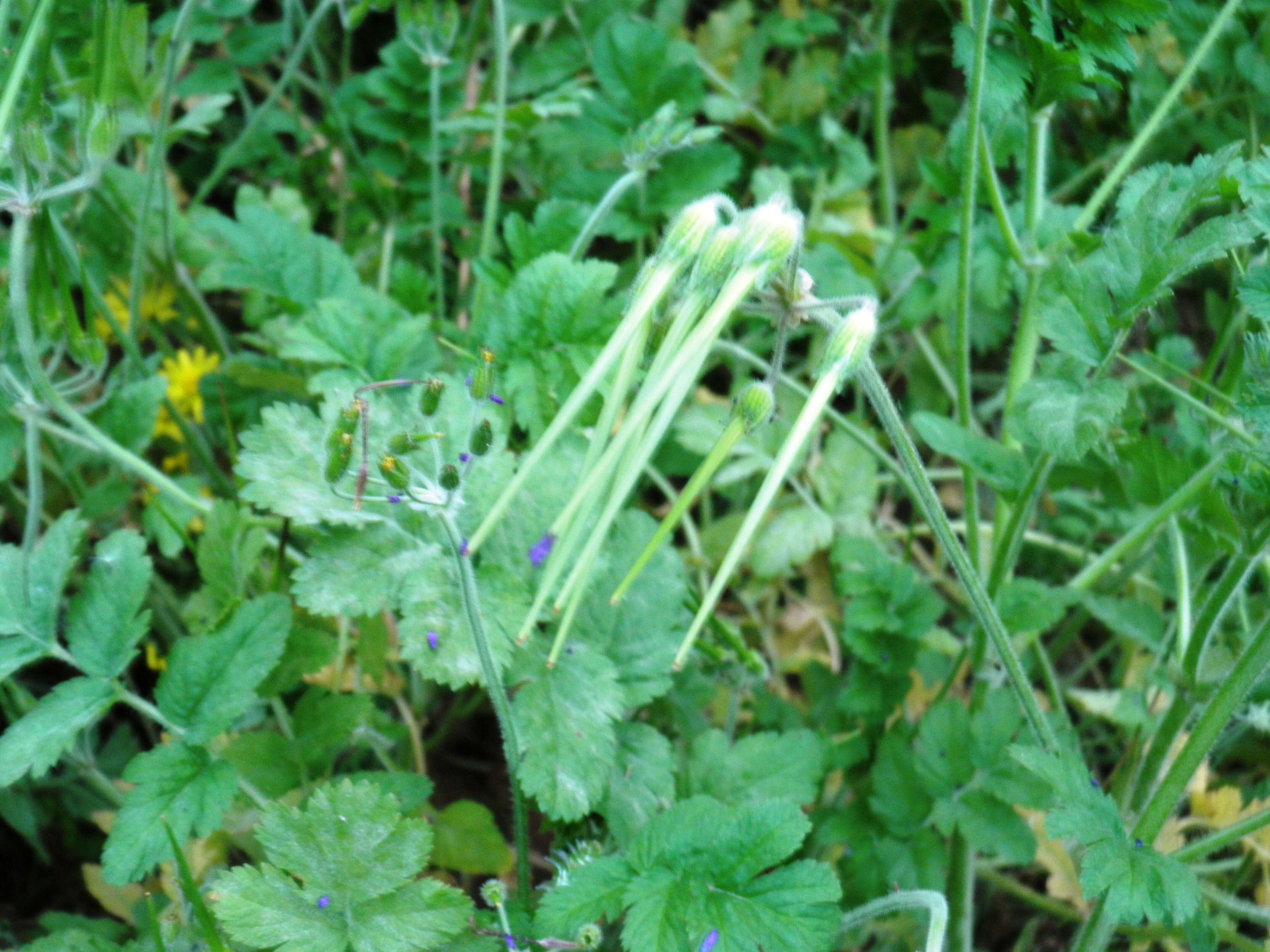 Image of Mediterranean stork's bill