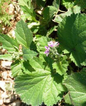 Image of Mediterranean stork's bill